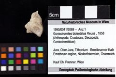 Foto (Objket + Etiketten) von Goniodromites bidentatus (Reuss, 1858)